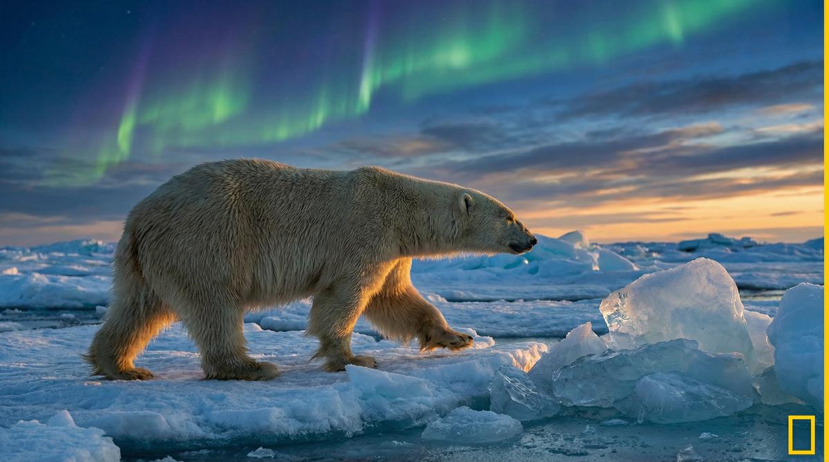 麻豆视频北极熊视频